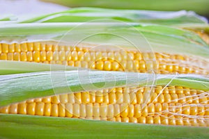 Close up view of fresh sweet corn cobs