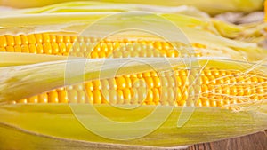 Close up view of fresh sweet corn cobs