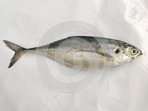 Close up view of fresh Torpedo Scad Fish Isolated on white background Selective focus