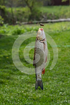 A close-up view of a fresh-water Chub fish known as the European Chub on green grass with a melolontha beetle