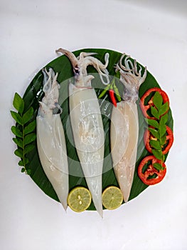 Close up view of fresh whole cleande Loligo Squid (Loligo Duvauceli)