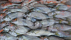 Close-up View On Freshly Caught Mullus Barbatus Red Mullet At Fish Market. Atlantic Horse Mackerel Trachurus Trachurus