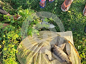 Freshly Caught Tilapia Fish in a Net