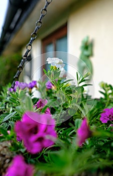 Close-up view of a freshly planted hanging basket seen outside a country home in summer.