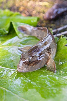 Close up view of freshwater bullhead fish or round goby fish just taken from the water on big green leaf..