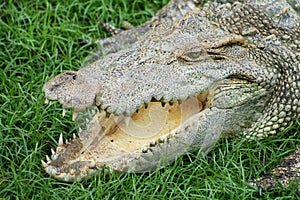 Close up view of freshwater crocodile opened its mouth