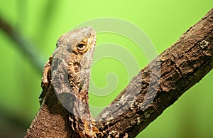 Close-up view of a Frill-necked lizard Chlamydosaurus kingii