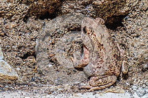 close up view of a frog camouflaged on an old wall.
