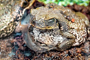 Close-up view of frog toad ropuha-aga. Focus o the face