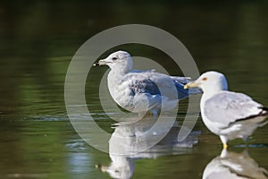 Close up view of Fulmer birds in the lake with reflection