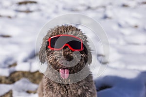 Close up view of a funny brown water dog wearing red ski goggles in the snow. Sunny weather. Pets outdoors