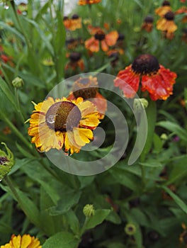Close-up view of Gaillardia, blanket flower, with bright orange, red and yellow flowers after rain