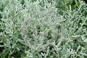 Close up view of a garden herb Santolina rosmarinifolia. Holy flax