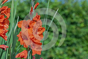 Close up view of garden with red gladiolus flowers on sunny summer day with blurred green bushes in background