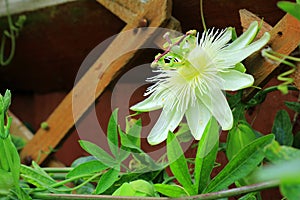 A close up view of a garden scene with a white passion flower