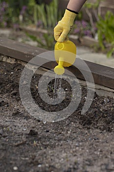 Close up view of gardener watering plants in soil on outdoor garden raised beds