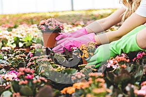 Close-up view of gardeners arranging flowers