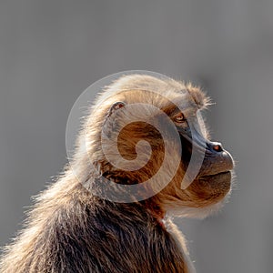 Close up view of a geleada baboon or bleeding-heart monkey