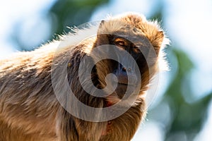 Close up view of a geleada baboon or bleeding-heart monkey