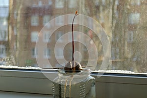 Close-up view of a germinated avocado seed hanging over water in a glass jar and fixed on wooden toothpicks.