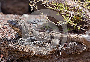 Close-up view of a Giant El Hierro Lizard