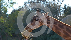 Close-up view of a giraffe happily munching on hay in the sunny weather.