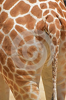 Close up view of giraffe long tail at the back