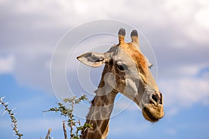 Close up view of a Giraffe`s head eating Acacia tree leaves