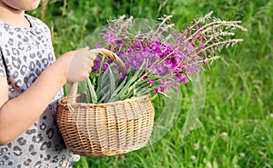 Close up view of girl child holding basket of flowers outdoors. Brown wicker basket with Chamaenerion angustifolium. photo
