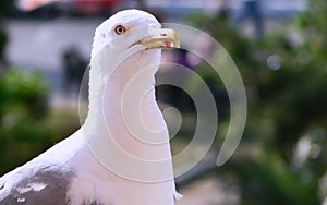 Close-up view of a Glaucous Winged Gull.