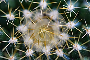 Close-up view of the glochids of a bright green cactus