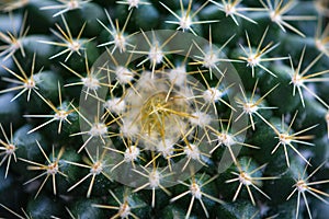 Close-up view of the glochids of a bright green cactus