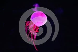 Close up view of glowing pink jellyfish jelly blubber