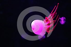 Close up view of glowing pink jellyfish jelly blubber