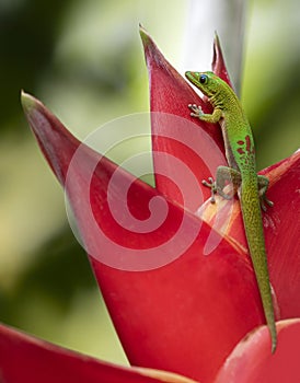 Close-up view of Gold dust day gecko Phelsuma laticauda