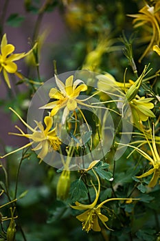 Golden columbine Aquilegia chrysantha photo