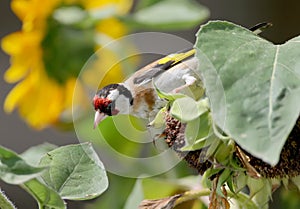 Close up view of a goldfinch