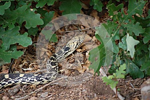 Close Up View of a Gopher Snake (Pituophis Catenifer)