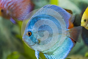 Close up view of gorgeous blue angel diskus aquarium fish.