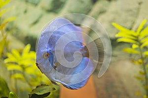 Close up view of gorgeous blue diamond discus aquarium fish.