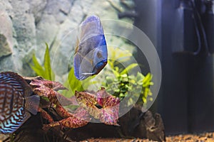 Close up view of gorgeous blue diamond discus aquarium fish.