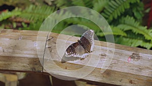 Close up view of gorgeous brown butterfly on wooden railing. Beautiful fauna backgrounds