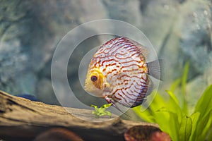 Close up view of gorgeous checkerboard red map discus aquarium fish isolated.