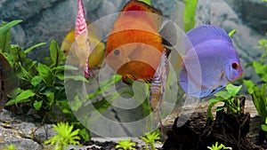 Close up view of gorgeous colourful aquarium fishes discus. Hobby concept