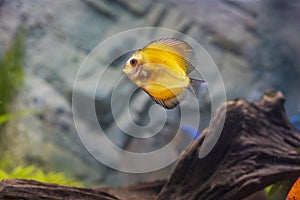 Close up view of gorgeous millenium gold discus aquarium fish.