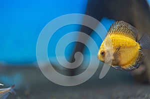 Close up view of gorgeous millennium gold discus aquarium fish isolated on blue background.