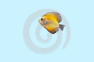 Close up view of gorgeous millennium gold discus aquarium fish isolated on blue background.