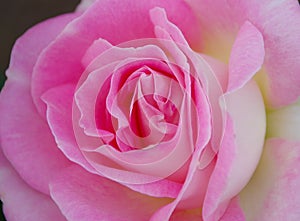 Close-up view of gorgeous pink rose blossom