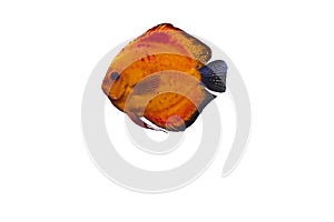 Close up view of gorgeous red melon discus aquarium fish isolated on white background.