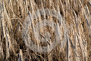 Close up view on grain on the field
